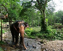 Phoe Kyar Elephant Camp